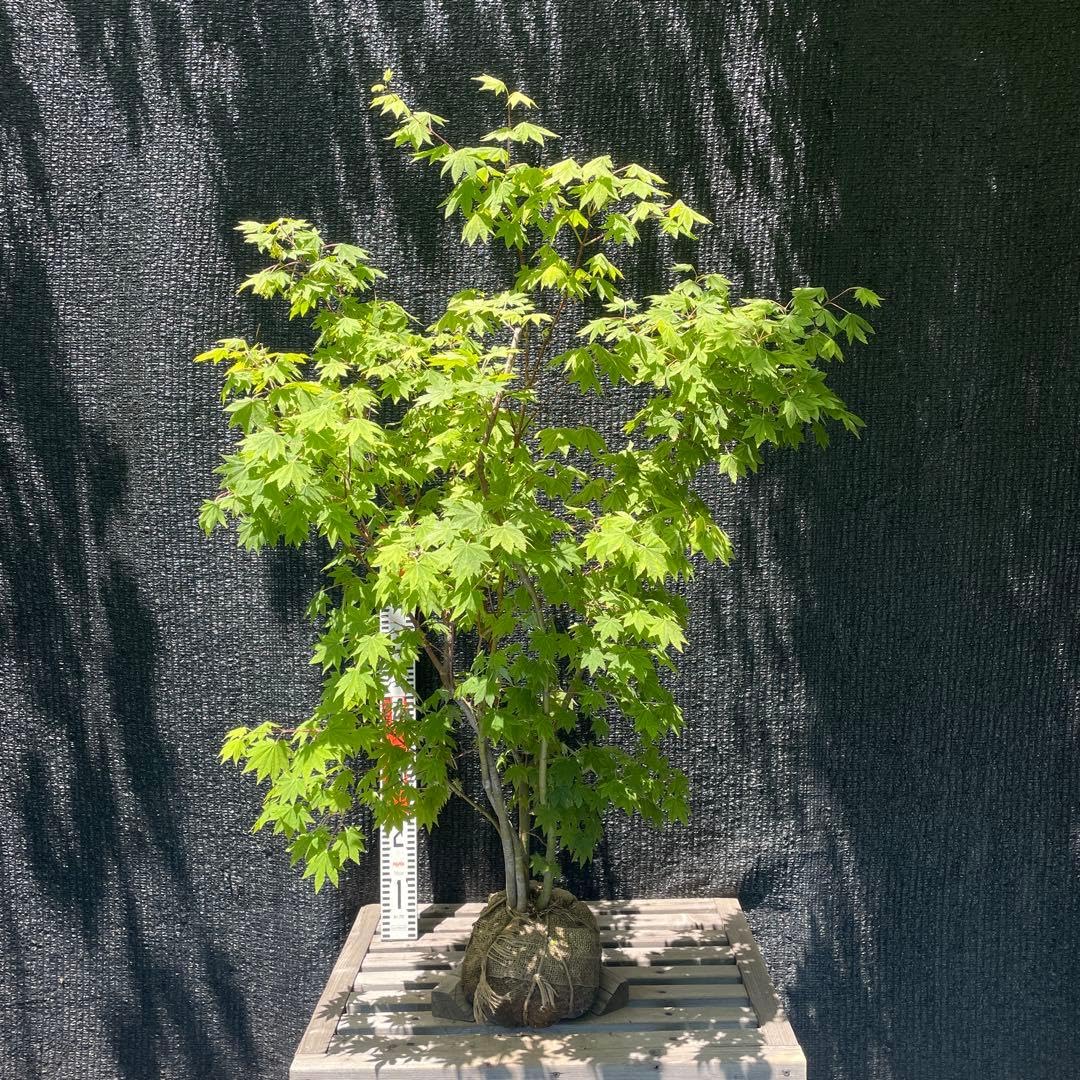 Amazon｜コハウチワカエデ 株立ち｜観葉植物 オンライン通販